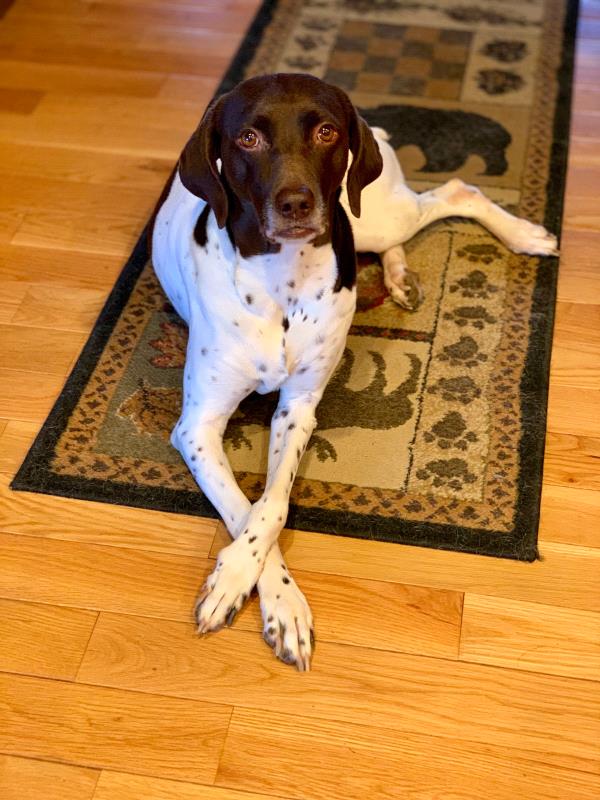 /images/uploads/southeast german shorthaired pointer rescue/segspcalendarcontest2019/entries/11370thumb.jpg